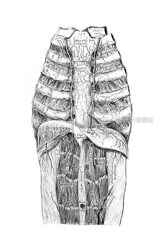 在《人的解剖》(1875年，维也纳)的旧书《人的解剖》(anatomy des men)中，对乳腺降主动脉的过程和分支的说明